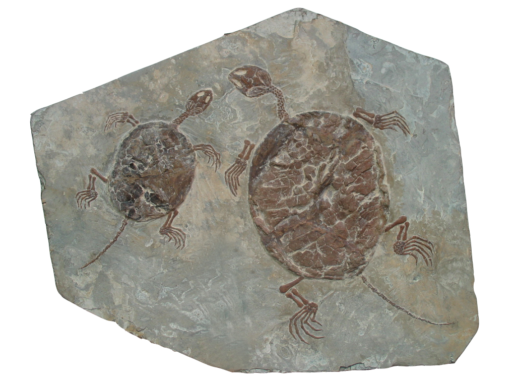 盘点十大最古老的海洋生物，至今仍存在于海洋中_物种