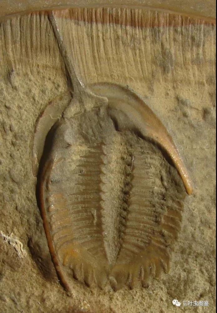 中国古生物化石保护基金会