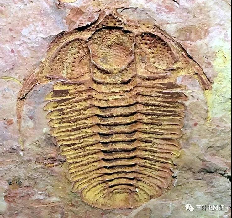 中国古生物化石保护基金会