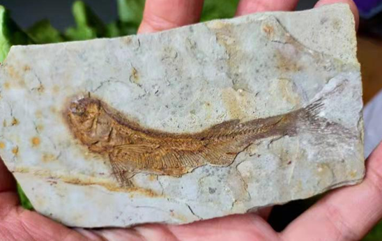 中国古生物化石保护基金会