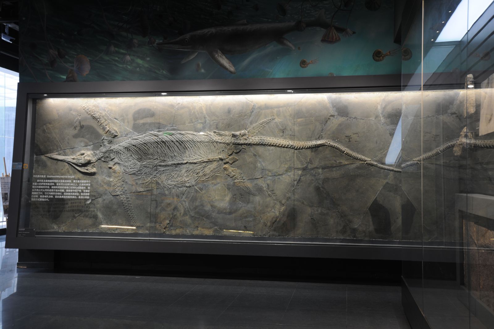 中国宣州魚化石 【公式通販】